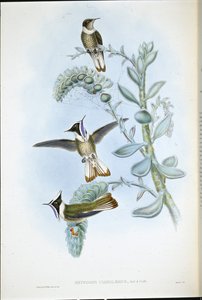 Mavi boğazlı Hlemte Crest (Oxypogon Cyanolaemus) (el renginde taş) by John (after) Gould