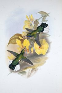 Mavi boğazlı Kılıç kanadı (Campylopterus Ensipennis) (el renginde taş) by John (after) Gould