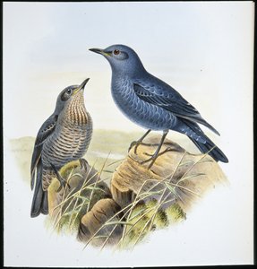 Mavi Kaya Ardıç Kuşu (Petrocossyphus Cyanus) (el renginde taş) by John (after) Gould