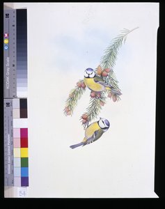 Blue Tit (Paris Carless) (el kepçeli) by John (after) Gould