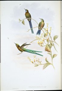 Bolivya Sylph (Cynanthus Bolivianus) (el renginde taş) by John (after) Gould