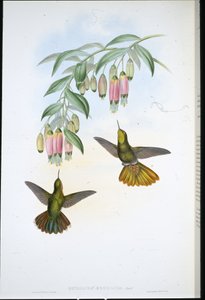 Pirinç Kuyruk (Metallura Aeneicauda) (el renginde taş) by John (after) Gould