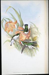 Brezilya Perisi (Heliothrix Auriculatus) (el renginde taş) by John (after) Gould