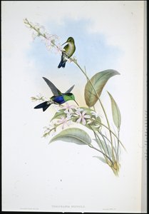 Brezilya Panoplitleri (Thalurania Eryphile) (el renginde taş) by John (after) Gould