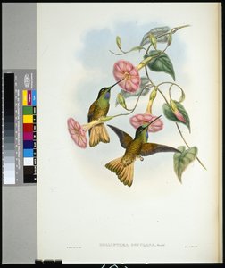 Buff-tailed Star-frontlet (helianthea osculans) (el renginde taş) by John (after) Gould
