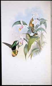 Buff kuyruklu Kadife göğüs (Lafresnaya Flavicaudata) (el renginde taş) by John (after) Gould