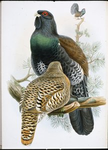 Capercailzie (Tetrao Urogallus) (el renginde taş) by John (after) Gould