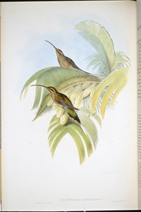 Cayenne Hermit (Phaethornis Superciliosus) (el renginde taş) by John (after) Gould