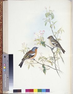 İspinoz (Evlenmemiş müşteriler) (el boyaması taş) by John (after) Gould