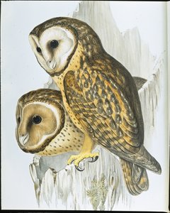 Kestane yüzlü Baykuş (Strix Castanops) (el boyaması taş) by John (after) Gould
