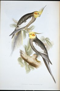 Kakadu Parakeet (New Holland Nymph) (el renginde taş) by John (after) Gould