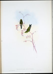 Kolomb Zümrüdü (Chlorostilbon Angustipennis) (el renginde taş) by John (after) Gould