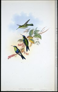 Kolomb Panoplitleri / Coulmbian Ağaç perisi (Thalurania Colombica) (el renginde taş) by John (after) Gould