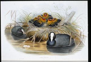 Coot (Fulica Atra) (el renginde taş) by John (after) Gould