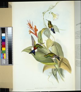 Bakır göbekli Kabarık Bacak (eriocnemis cupreiventris) (el renginde taş) by John (after) Gould