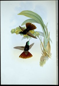 Bakır kuyruk (Metallura Cupreicauda) (el renginde taş) by John (after) Gould