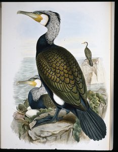 Karabatak (Phalacrocorax Carbo) (el renginde taş) by John (after) Gould