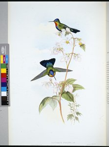 Kosta Rika Sinek kuşu (Panterpeinsignis) (el boyaması taş) by John (after) Gould