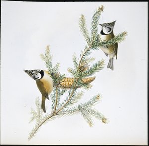 Tepeli Baştankara (Parus Cristatus) (el boyaması taş) by John (after) Gould
