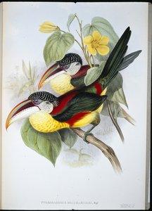 Kıvrık tepeli Aracari (Pteroglossus Beauharnaisi) (el renginde taş) by John (after) Gould