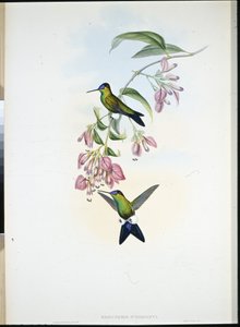 D'Ordigny'nin Puff-bacağı (Eriocnemis D'Orbignyi) (el renginde taş) by John (after) Gould