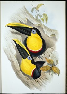 Şüpheli Tukan (Ramphastos Ambiguus) (el boyaması taş) by John (after) Gould