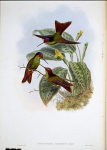 Ekvador Gökkuşağı (Diphlogaena Hesperus) (el renginde taş) by John (after) Gould