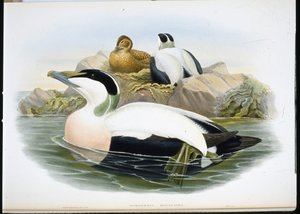 Eider Duck (Somateria Mollissima) (el boyaması taş) by John (after) Gould
