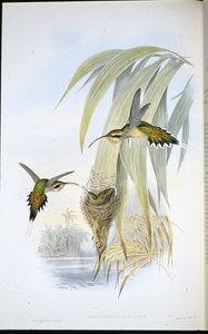 Eurynome Hermit (Phaethornis Eurynome) (el renginde taş) by John (after) Gould