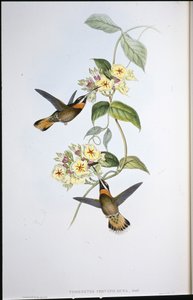 Açık kahverengi kuyruklu Dikenli boğaz uğultu kuşu (Threnetes Cervinicauda) (el boyaması taş) by John (after) Gould