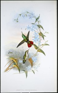 Ateşli Kuyruklu Avocet (Avocettula Recurvirostris) (el renginde taş) by John (after) Gould