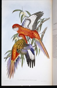 Ateşli Parakeet (ateşlenmiş ornitorenk) (el renginde taş)