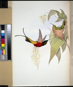 Ateşli Topaz (topaza pyra) (el renginde taş) by John (after) Gould