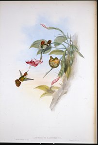 Fırfırlı Koket (Lophornis Magnificus) (el boyaması taş)