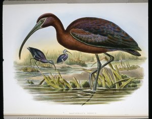 Parlak dağ keçisi (Falcinellus Igneus) (renkli gravür) by John (after) Gould
