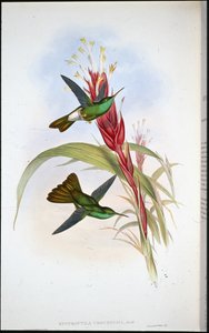 Altın kuyruklu Plumeleteer (Hypuroptila Urochrysia) (el rengi taş) by John (after) Gould