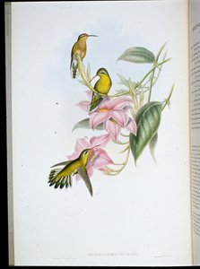Altın boğazlı Sinek Kuşu (Chrysobronchus Viriscens) (el renginde taş) by John (after) Gould