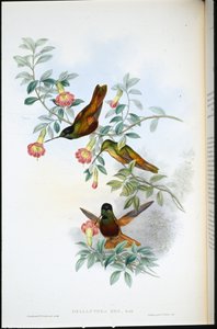 Altın yıldız alınlık (Helianthea Eos) (el renginde taş) by John (after) Gould