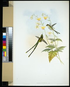 Zarif Tren-taşıyıcı (lesbia gracilis) (el renginde taş) by John (after) Gould