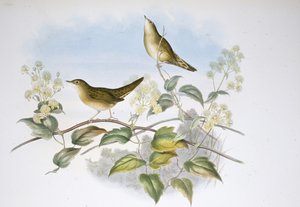 Çekirge Ötleğen (Locustella Auicula) (el boyaması taş) by John (after) Gould