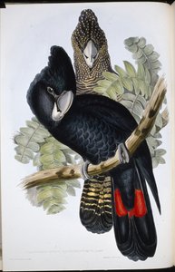 Büyük Faturalı Kara Kakadu (Calyptorhynchus Macrorhynchus) (el renginde taş) by John (after) Gould