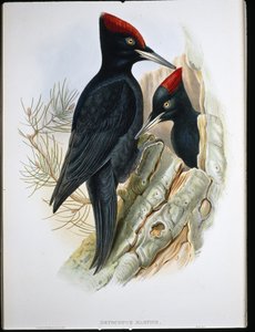Büyük Kara Ağaçkakan (Dryocopus Martius) (el renginde taş)