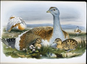 Toy kuşu (Otis Tarda) (el boyaması taş) by John (after) Gould