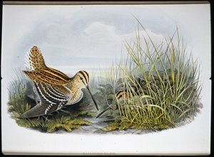 Great Snipe (Gallinaco Major) (el renginde taş) by John (after) Gould