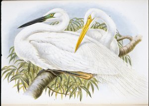 Büyük Ak Balıkçıl (Herodias Alba) (el boyaması taş) by John (after) Gould