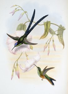 Büyük çatal kuyruklu sinek kuşu (Hylonymphia Macrocerca) (el boyaması taş) by John (after) Gould