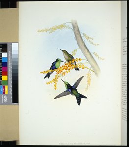 Yeşil tepeli Panoplitler (thalurania verticeps) (el renginde taş) by John (after) Gould