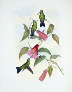 Yeşil ve Mavi Safir (eucephala smaragdocaerulea) (el renginde taş) by John (after) Gould