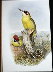 Yeşil Ağaçkakan (Gecinus Viridis) (el boyaması taş) by John (after) Gould