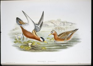 Gri Phalarope (Phalaropus Fulicarius) (el renginde taş) by John (after) Gould